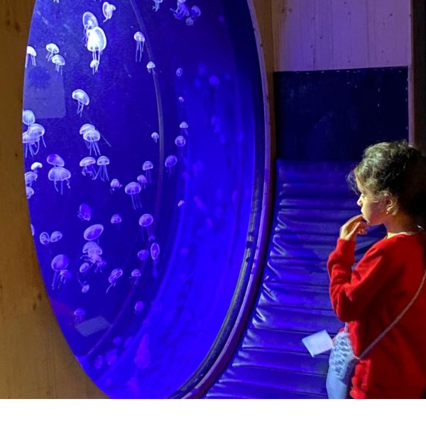 ecole-montessori-epinal-6-12-ans-sortie-aquarium